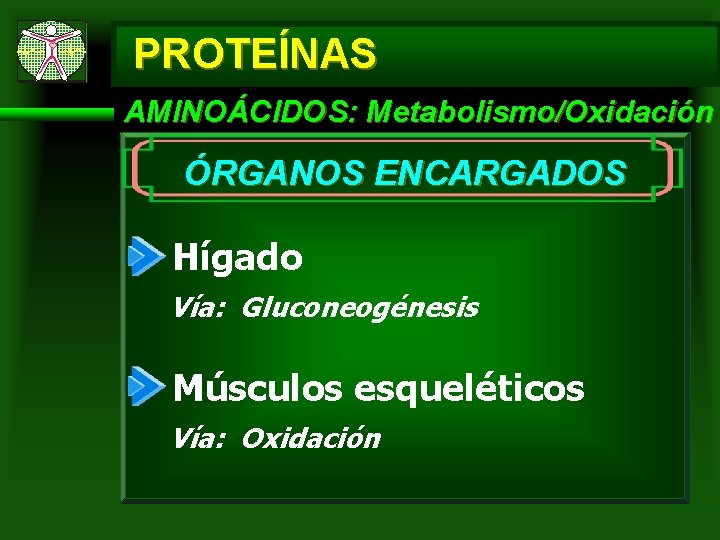 PROTEÍNAS AMINOÁCIDOS: Metabolismo/Oxidación ÓRGANOS ENCARGADOS Hígado Vía: Gluconeogénesis Músculos esqueléticos Vía: Oxidación 