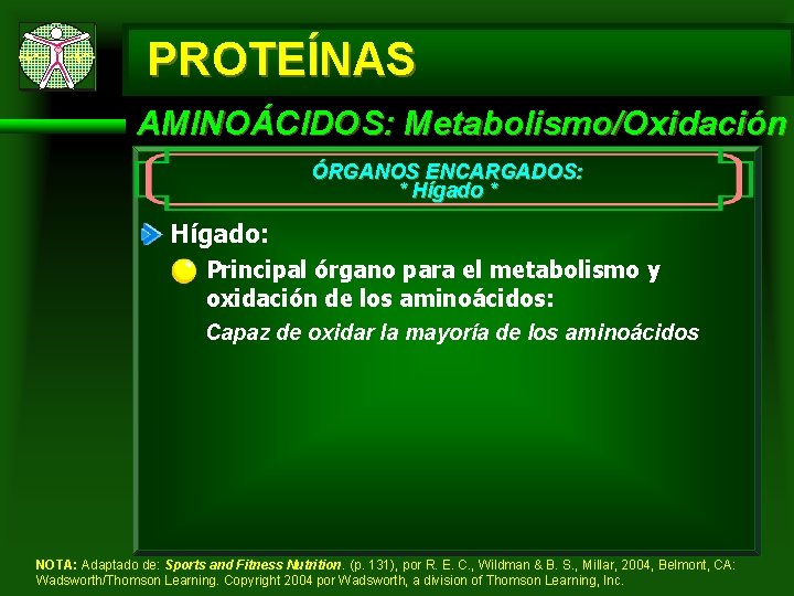 PROTEÍNAS AMINOÁCIDOS: Metabolismo/Oxidación ÓRGANOS ENCARGADOS: * Hígado: Principal órgano para el metabolismo y oxidación