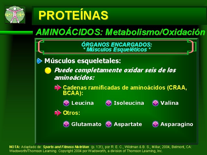 PROTEÍNAS AMINOÁCIDOS: Metabolismo/Oxidación ÓRGANOS ENCARGADOS: * Músculos Esqueléticos * Músculos esqueletales: Puede completamente oxidar