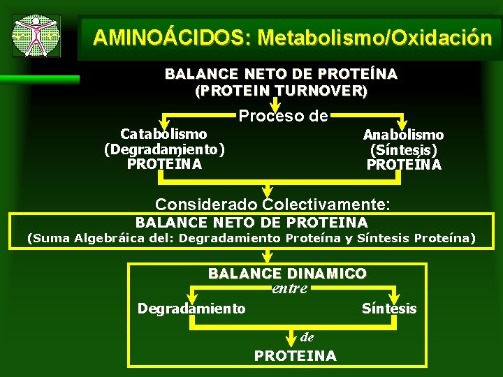 AMINOÁCIDOS: Metabolismo/Oxidación BALANCE NETO DE PROTEÍNA (PROTEIN TURNOVER) Catabolismo (Degradamiento) PROTEÍNA Proceso de Anabolismo AMINOÁCIDOS: Metabolismo/Oxidación BALANCE NETO DE PROTEÍNA (PROTEIN TURNOVER) Catabolismo (Degradamiento) PROTEÍNA Proceso de Anabolismo