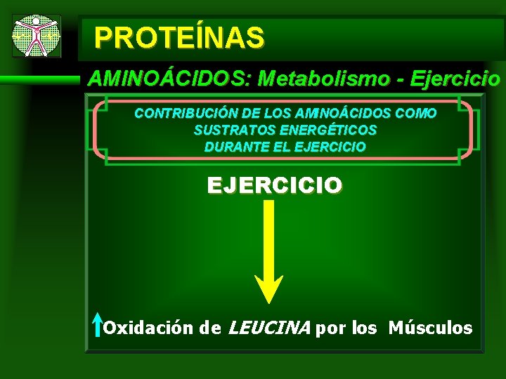 PROTEÍNAS AMINOÁCIDOS: Metabolismo - Ejercicio CONTRIBUCIÓN DE LOS AMINOÁCIDOS COMO SUSTRATOS ENERGÉTICOS DURANTE EL