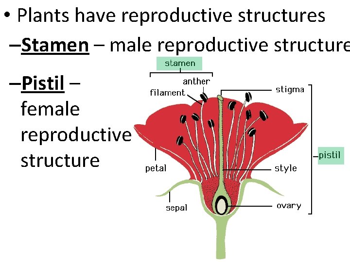 • Plants have reproductive structures –Stamen – male reproductive structure –Pistil – female