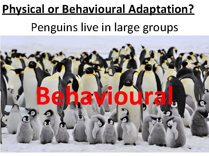 Physical or Behavioural Adaptation? Penguins live in large groups Behavioural 