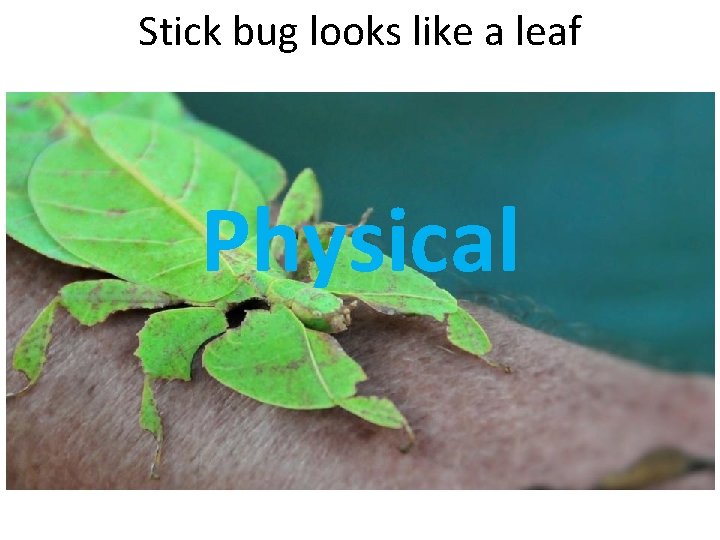 Stick bug looks like a leaf Physical 