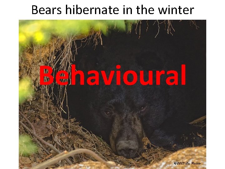Bears hibernate in the winter Behavioural 
