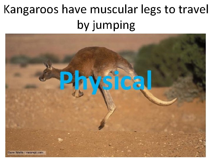 Kangaroos have muscular legs to travel by jumping Physical 