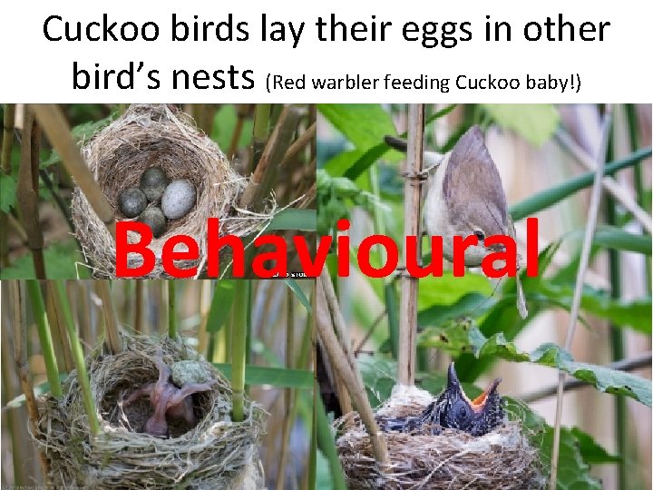 Cuckoo birds lay their eggs in other bird’s nests (Red warbler feeding Cuckoo baby!)