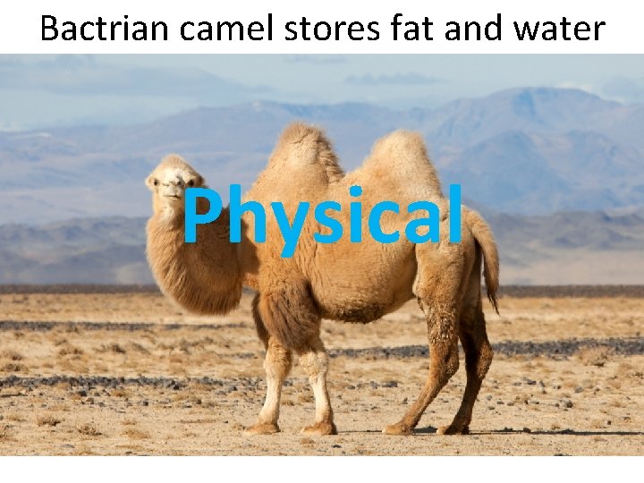 Bactrian camel stores fat and water Physical 