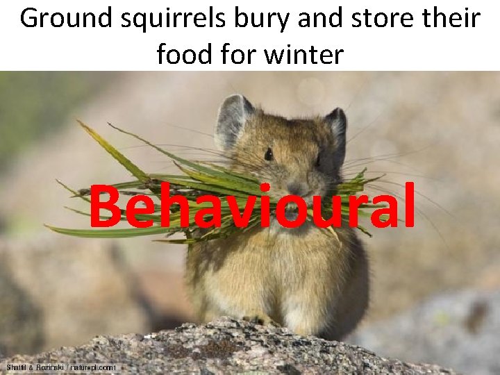 Ground squirrels bury and store their food for winter Behavioural 