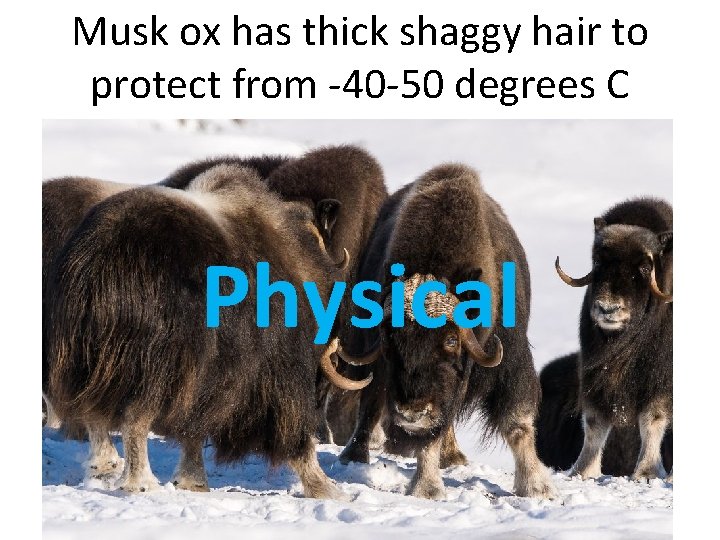 Musk ox has thick shaggy hair to protect from -40 -50 degrees C Physical