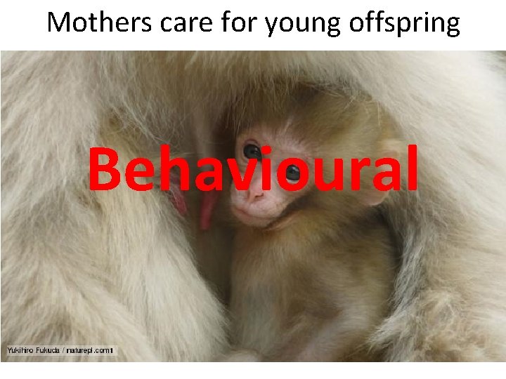 Mothers care for young offspring Behavioural 