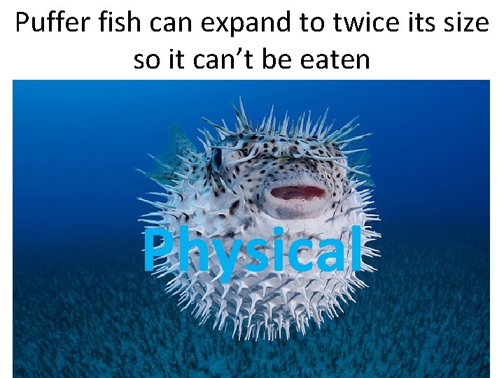 Puffer fish can expand to twice its size so it can’t be eaten Physical