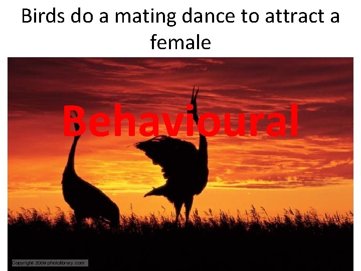 Birds do a mating dance to attract a female Behavioural 