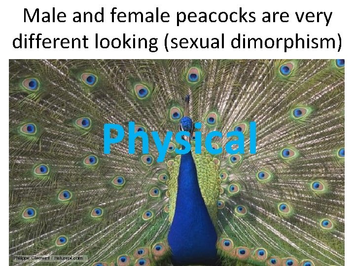 Male and female peacocks are very different looking (sexual dimorphism) Physical 