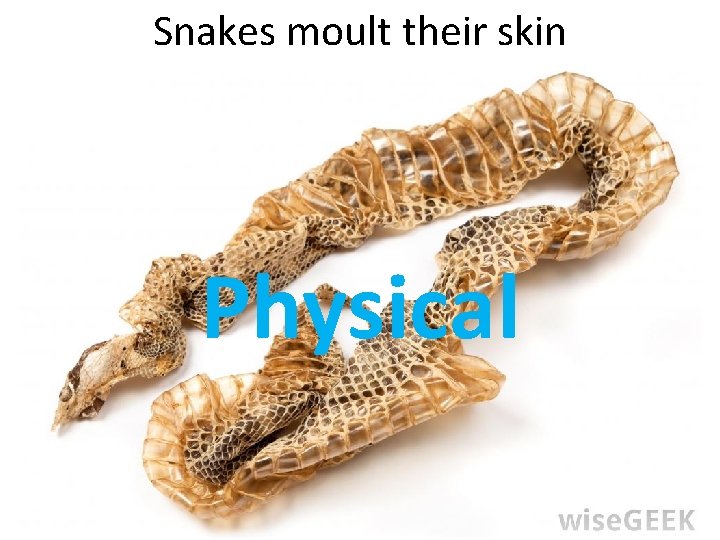 Snakes moult their skin Physical 