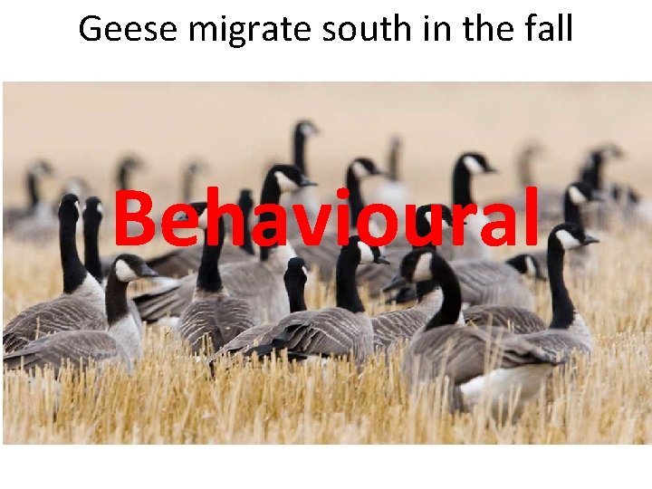Geese migrate south in the fall Behavioural 