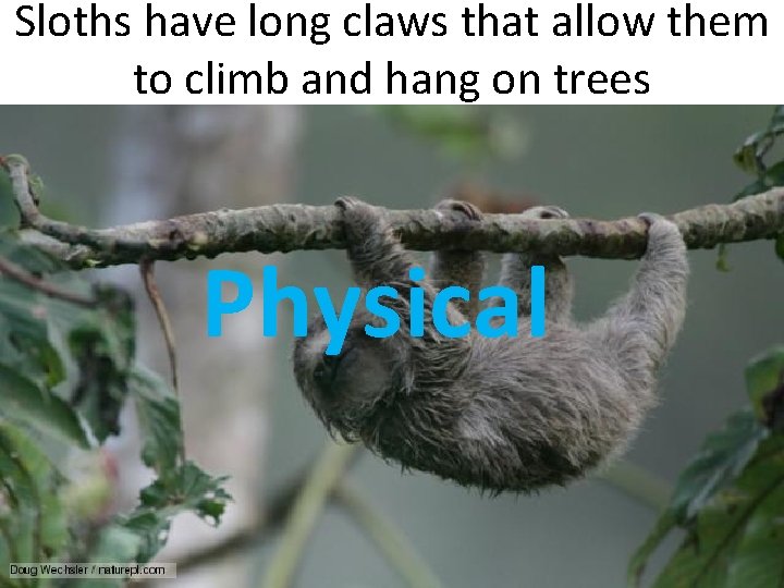 Sloths have long claws that allow them to climb and hang on trees Physical