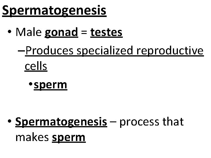Spermatogenesis • Male gonad = testes –Produces specialized reproductive cells • sperm • Spermatogenesis