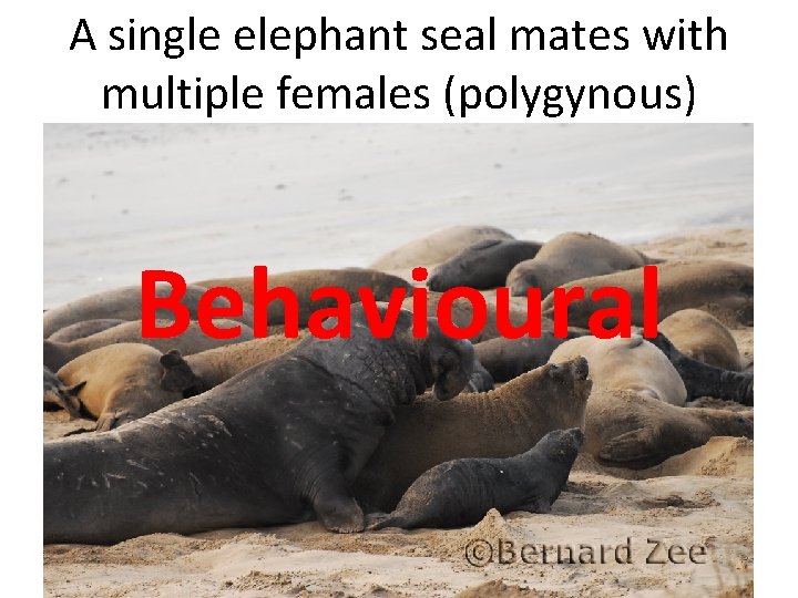 A single elephant seal mates with multiple females (polygynous) Behavioural 