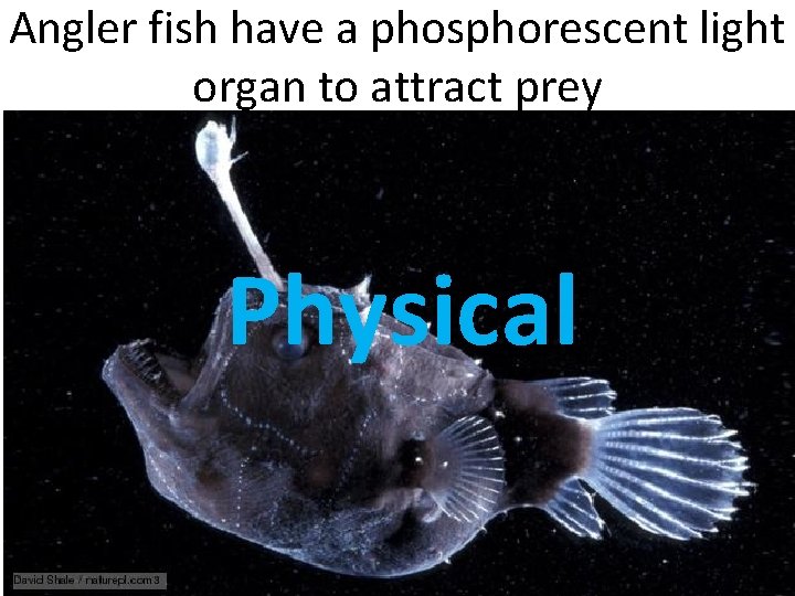 Angler fish have a phosphorescent light organ to attract prey Physical 