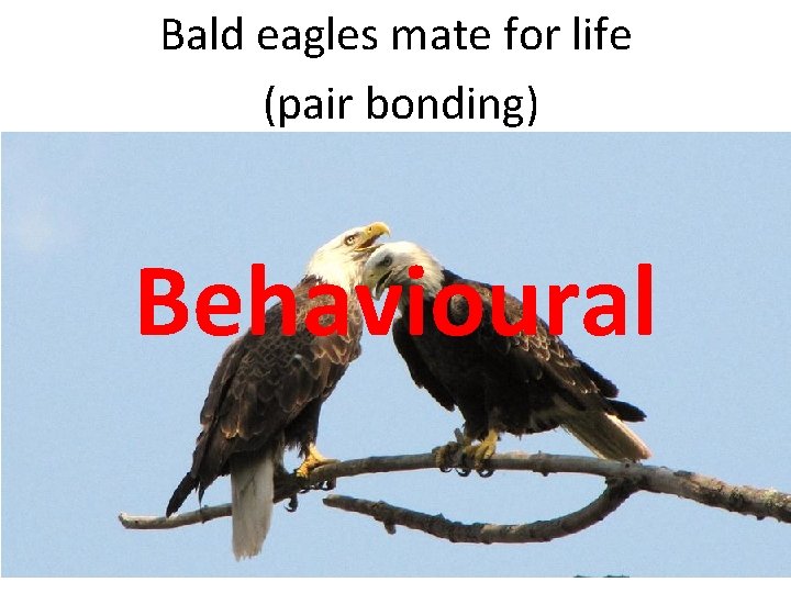 Bald eagles mate for life (pair bonding) Behavioural 