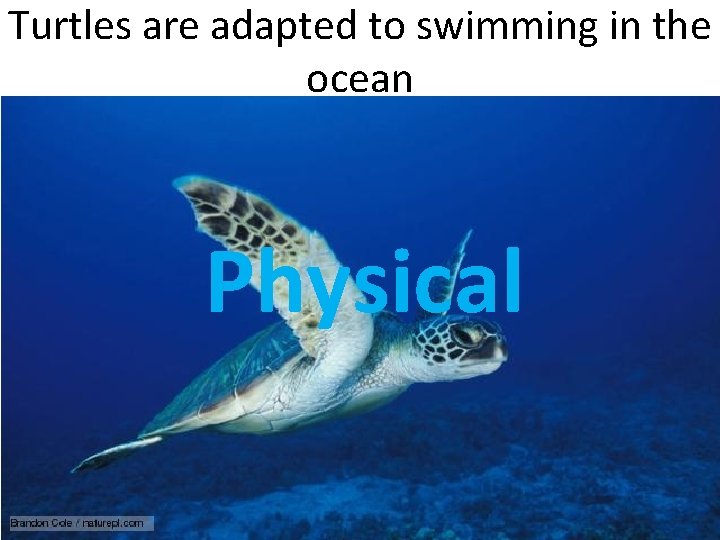 Turtles are adapted to swimming in the ocean Physical 