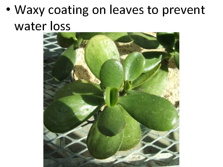  • Waxy coating on leaves to prevent water loss 