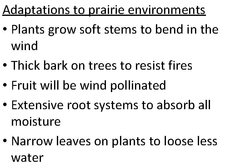 Adaptations to prairie environments • Plants grow soft stems to bend in the wind