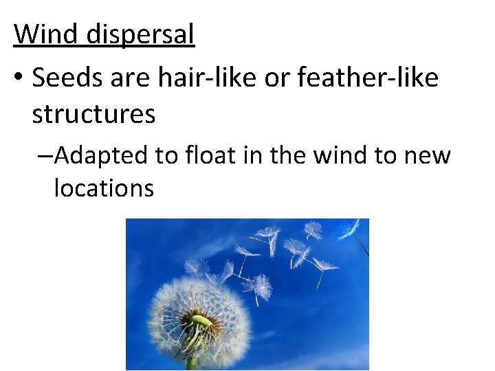 Wind dispersal • Seeds are hair-like or feather-like structures –Adapted to float in the