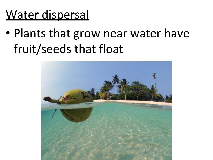 Water dispersal • Plants that grow near water have fruit/seeds that float 