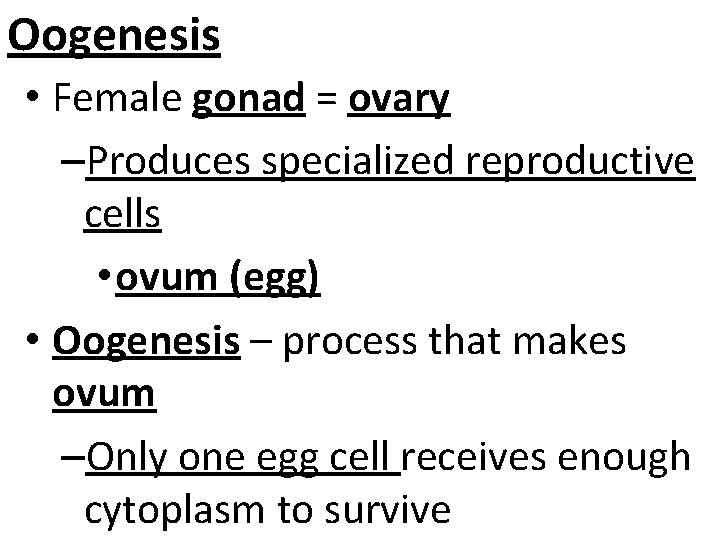 Oogenesis • Female gonad = ovary –Produces specialized reproductive cells • ovum (egg) •