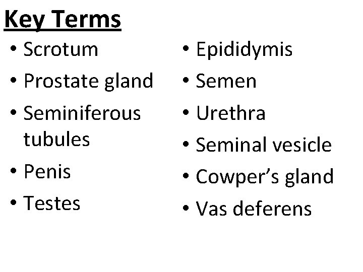 Key Terms • Scrotum • Prostate gland • Seminiferous tubules • Penis • Testes