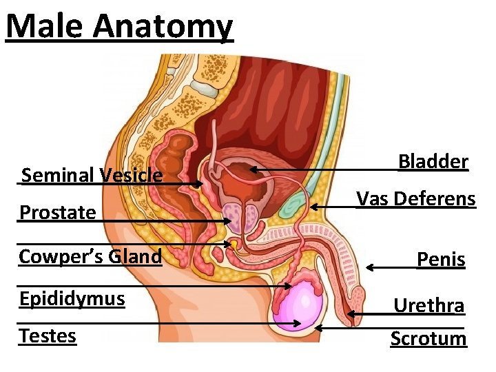 Male Anatomy Seminal Vesicle Prostate Cowper’s Gland Epididymus Testes Bladder Vas Deferens Penis Urethra