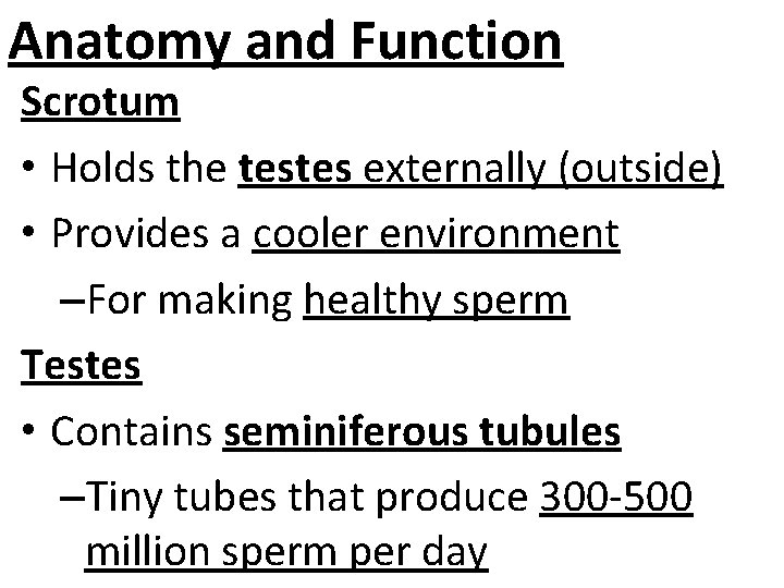 Anatomy and Function Scrotum • Holds the testes externally (outside) • Provides a cooler