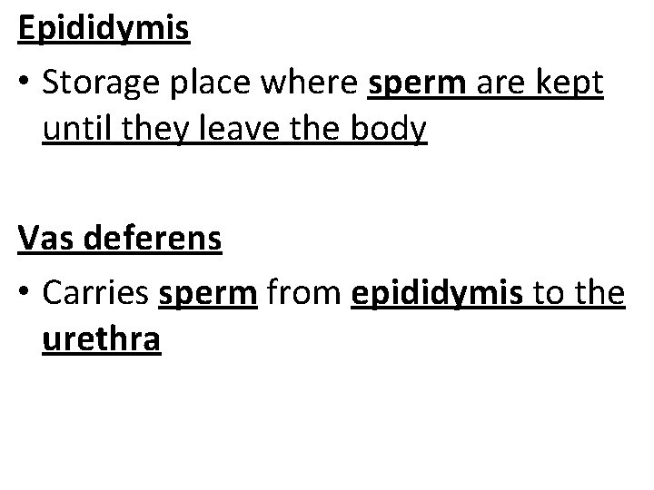 Epididymis • Storage place where sperm are kept until they leave the body Vas