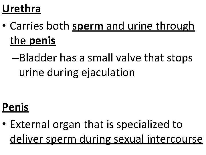 Urethra • Carries both sperm and urine through the penis –Bladder has a small