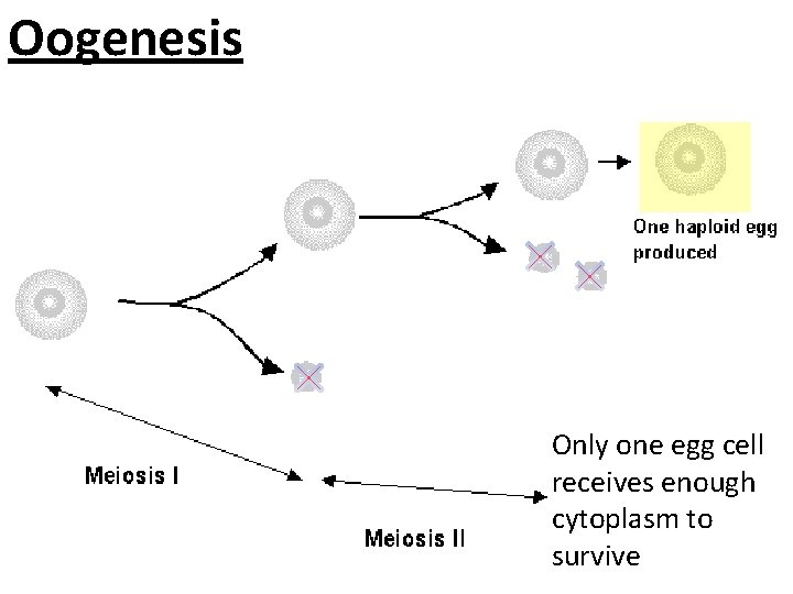 Oogenesis Only one egg cell receives enough cytoplasm to survive 