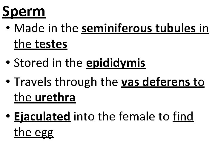 Sperm • Made in the seminiferous tubules in the testes • Stored in the