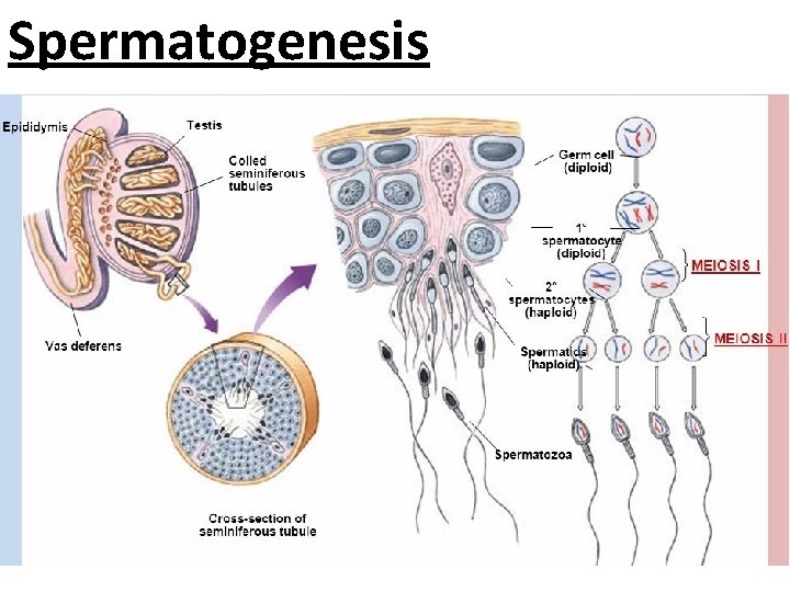 Spermatogenesis 