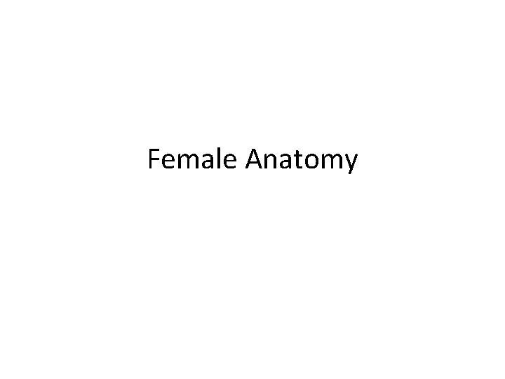 Female Anatomy 
