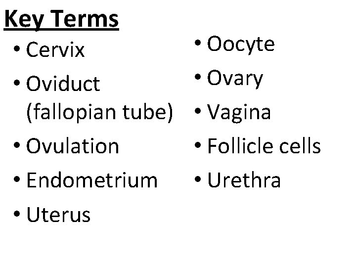 Key Terms • Cervix • Oviduct (fallopian tube) • Ovulation • Endometrium • Uterus