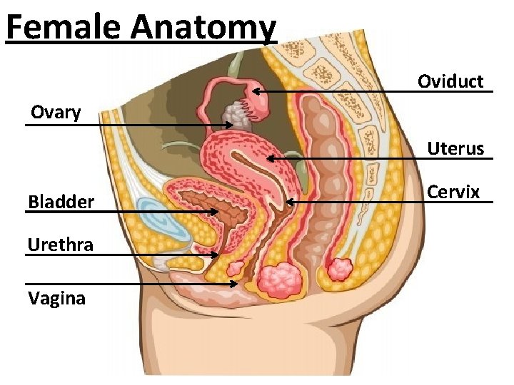 Female Anatomy Oviduct Ovary Uterus Bladder Urethra Vagina Cervix 
