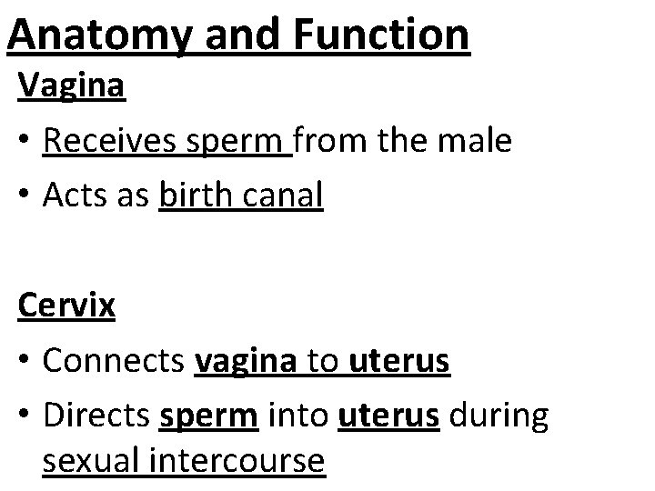 Anatomy and Function Vagina • Receives sperm from the male • Acts as birth