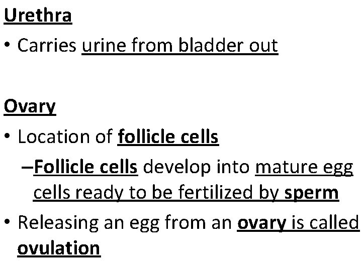 Urethra • Carries urine from bladder out Ovary • Location of follicle cells –Follicle