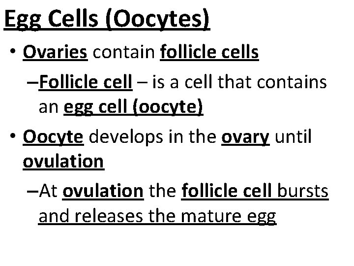 Egg Cells (Oocytes) • Ovaries contain follicle cells –Follicle cell – is a cell