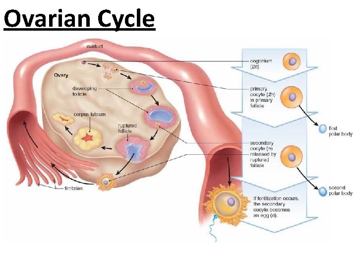 Ovarian Cycle 