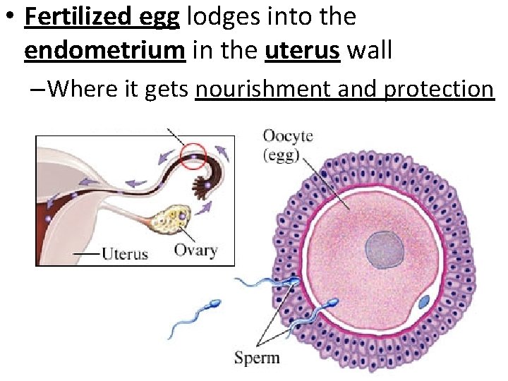  • Fertilized egg lodges into the endometrium in the uterus wall – Where