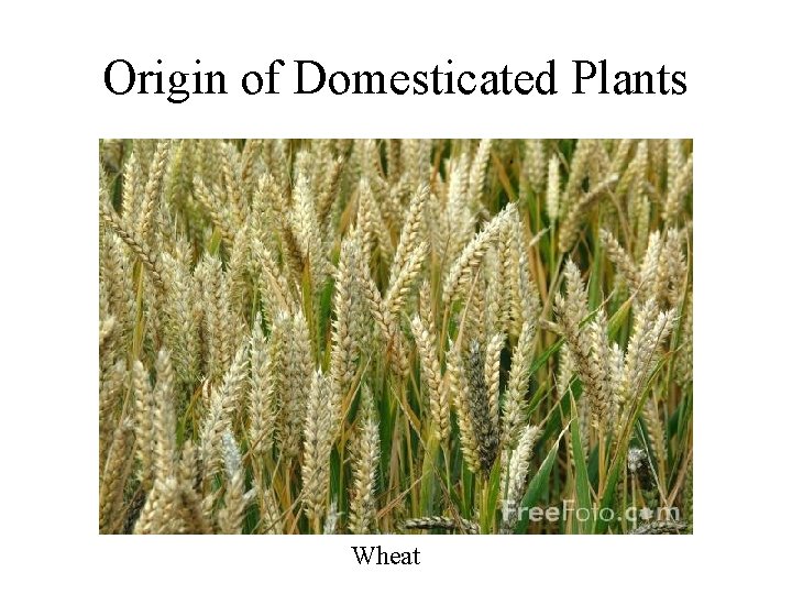 Origin of Domesticated Plants Wheat 