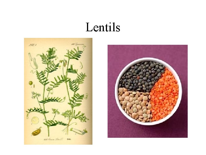 Lentils 