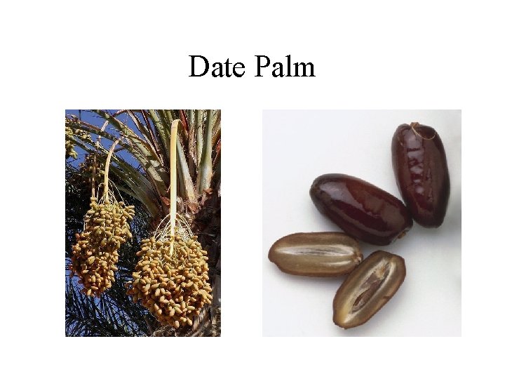 Date Palm 